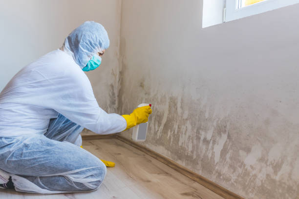 Licensed Mold Remediation service in Fanwood, NJ - WQB Mold Removal