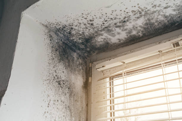 Affordable Mold Remediation solutions in Fanwood, NJ